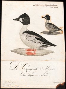Bucephala clangula - 1800-1812 - Print - Iconographia Zoologica - Special Collections University of Amsterdam - UBA01 IZ17700053