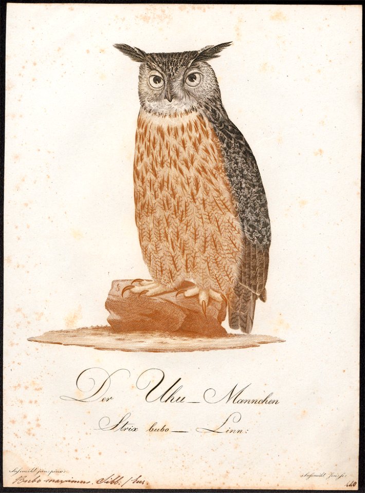 Bubo maximus - 1800-1812 - Print - Iconographia Zoologica - Special Collections University of Amsterdam - UBA01 IZ18400067