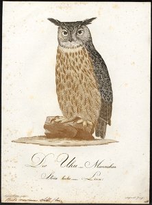 Bubo maximus - 1800-1812 - Print - Iconographia Zoologica - Special Collections University of Amsterdam - UBA01 IZ18400067