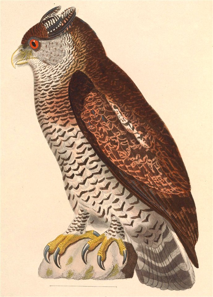 Bubo sumatranus strepitans 1838