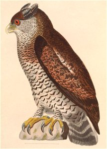 Bubo sumatranus strepitans 1838