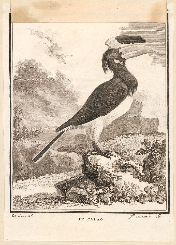 Buceros coronatus - 1700-1880 - Print - Iconographia Zoologica - Special Collections University of Amsterdam - UBA01 IZ19300192