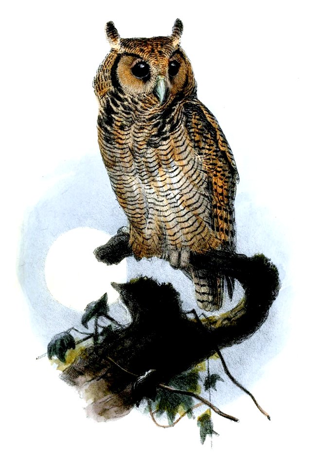 BuboFasciolatusWolf