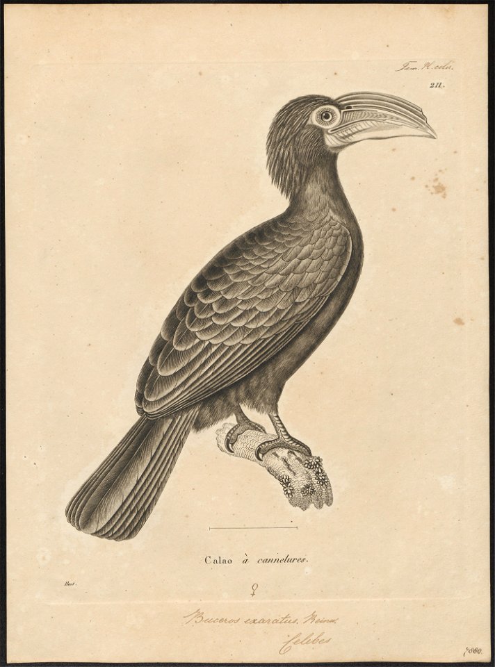 Buceros exarhatus - 1700-1880 - Print - Iconographia Zoologica - Special Collections University of Amsterdam - UBA01 IZ19300159