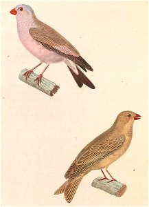 Bucanetes githagineus 1838