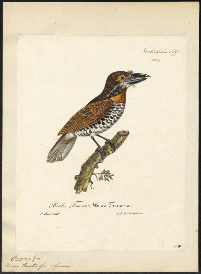 Bucco tamatia - 1825-1834 - Print - Iconographia Zoologica - Special Collections University of Amsterdam - UBA01 IZ16800003. Free illustration for personal and commercial use.