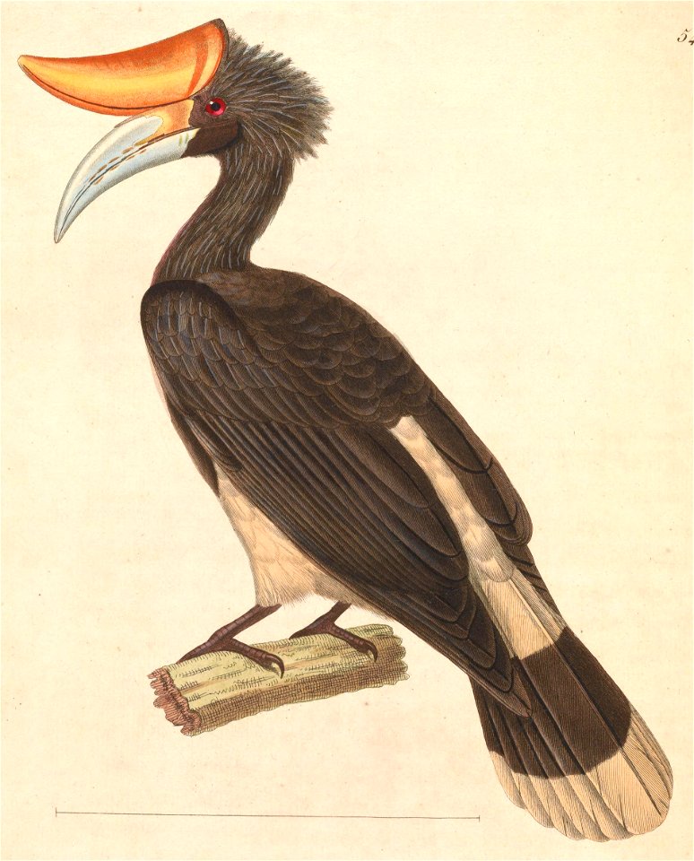 Buceros rhinoceros silvestris 1838