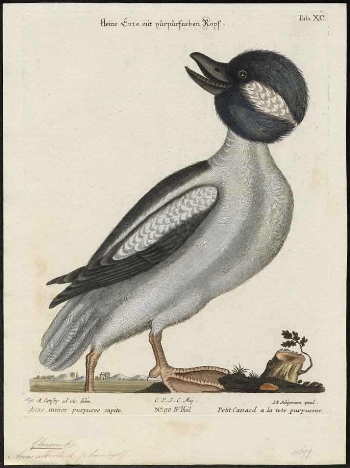 Bucephala albeola - 1700-1880 - Print - Iconographia Zoologica - Special Collections University of Amsterdam - UBA01 IZ17700063