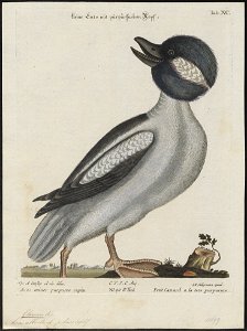 Bucephala albeola - 1700-1880 - Print - Iconographia Zoologica - Special Collections University of Amsterdam - UBA01 IZ17700063
