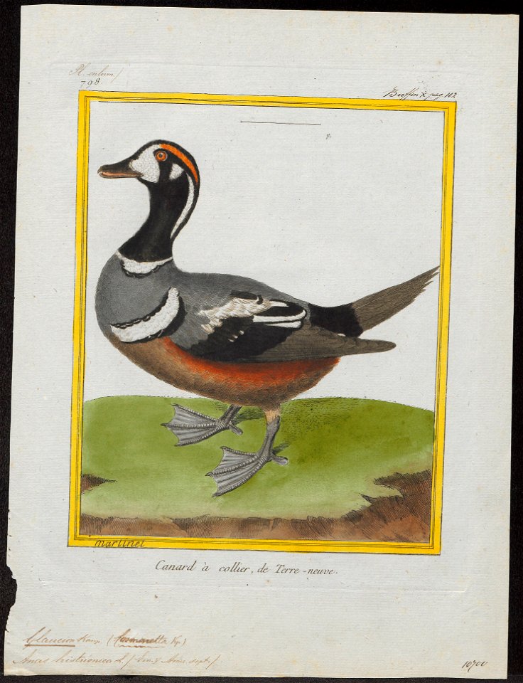 Bucephala histrionica - 1700-1880 - Print - Iconographia Zoologica - Special Collections University of Amsterdam - UBA01 IZ17700069