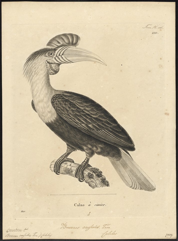 Buceros cassidix - 1700-1880 - Print - Iconographia Zoologica - Special Collections University of Amsterdam - UBA01 IZ19300077