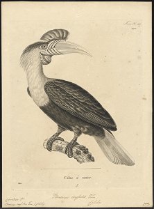 Buceros cassidix - 1700-1880 - Print - Iconographia Zoologica - Special Collections University of Amsterdam - UBA01 IZ19300077
