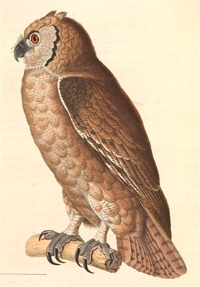 Bubo lacteus 1838