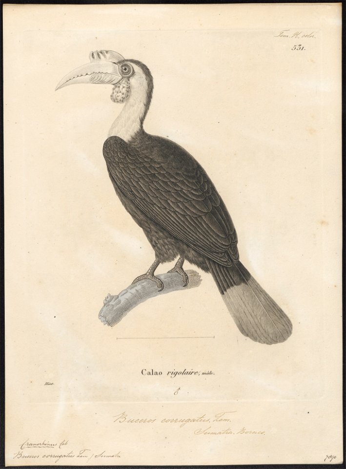 Buceros corrugatus - 1700-1880 - Print - Iconographia Zoologica - Special Collections University of Amsterdam - UBA01 IZ19300079