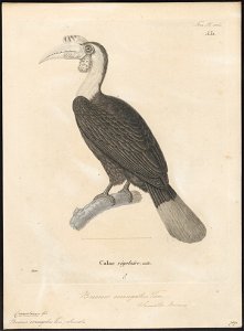 Buceros corrugatus - 1700-1880 - Print - Iconographia Zoologica - Special Collections University of Amsterdam - UBA01 IZ19300079