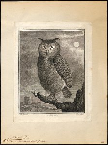 Bubo maximus - 1700-1880 - Print - Iconographia Zoologica - Special Collections University of Amsterdam - UBA01 IZ18400079