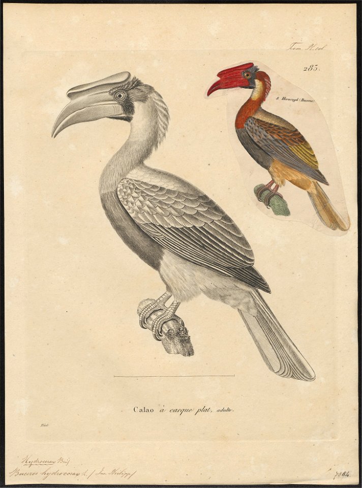 Buceros hydrocorax - 1700-1880 - Print - Iconographia Zoologica - Special Collections University of Amsterdam - UBA01 IZ19300163