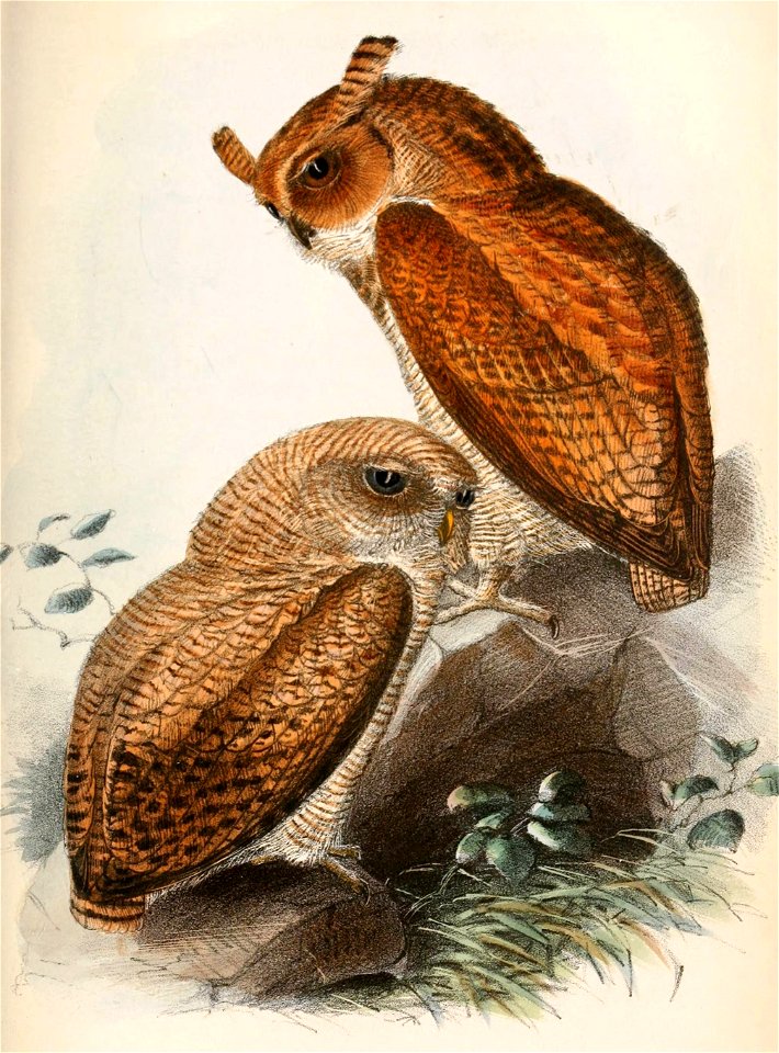 Bubo poensis 1869