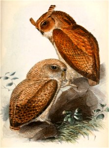 Bubo poensis 1869
