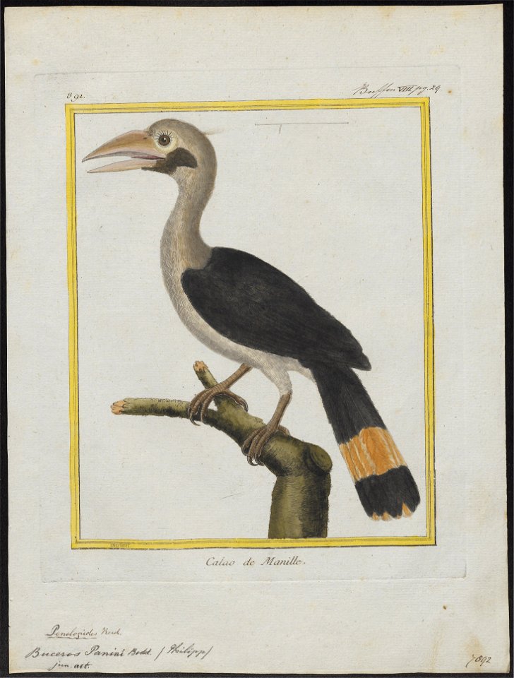 Buceros panini - 1700-1880 - Print - Iconographia Zoologica - Special Collections University of Amsterdam - UBA01 IZ19300089