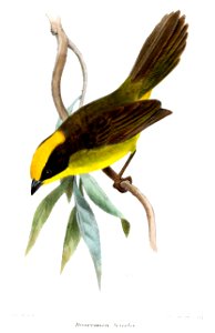 BuarremonTricolorSmit