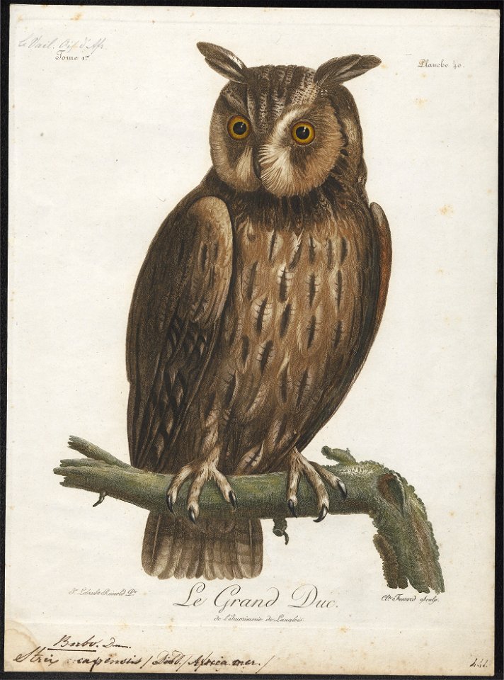 Bubo capensis - 1796-1808 - Print - Iconographia Zoologica - Special Collections University of Amsterdam - UBA01 IZ18400081