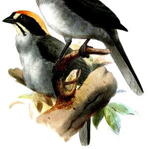 BuarremonSmit1875 (cropped)