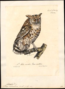 Bubo maculosus - 1825-1834 - Print - Iconographia Zoologica - Special Collections University of Amsterdam - UBA01 IZ18400099