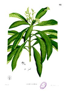 Buchanania florida Blanco1.63