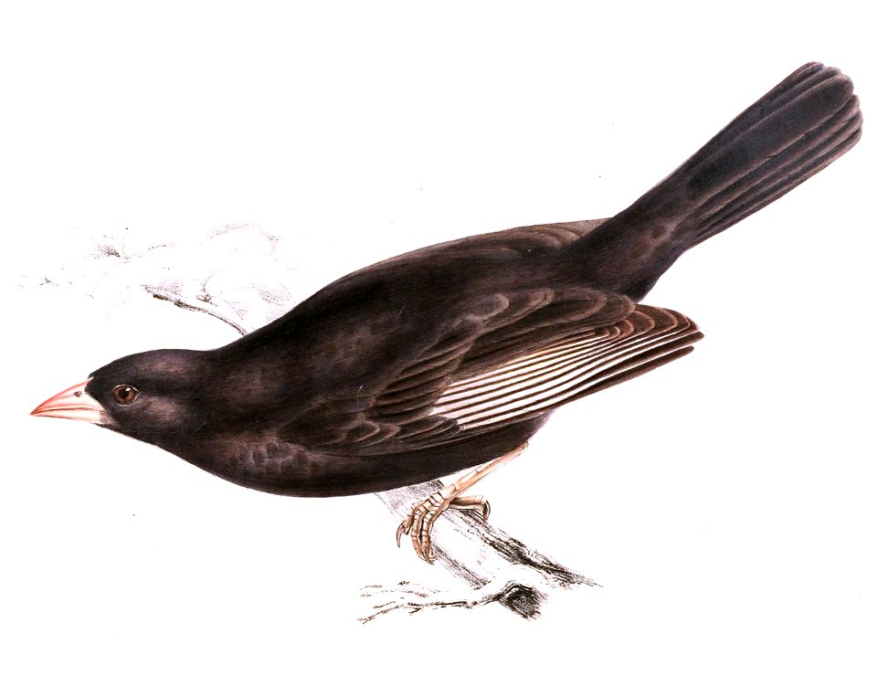 Bubalornis niger 1838