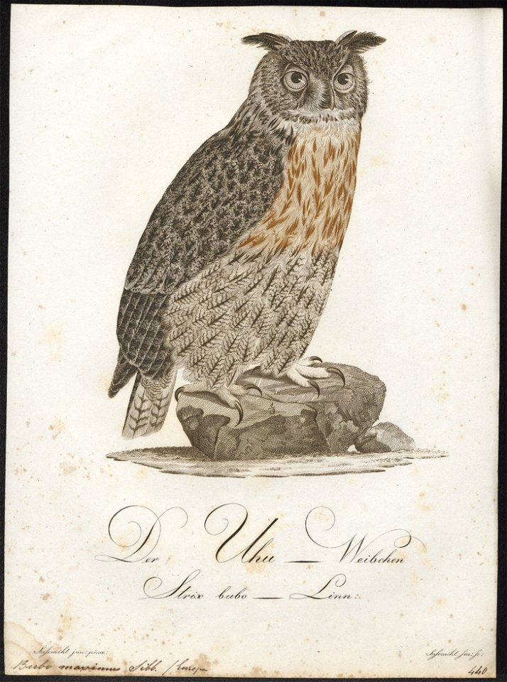 Bubo maximus - 1800-1812 - Print - Iconographia Zoologica - Special Collections University of Amsterdam - UBA01 IZ18400071