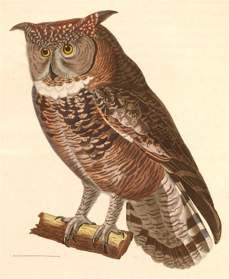 Bubo africanus 1838