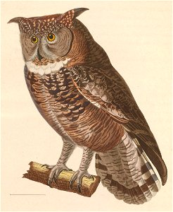 Bubo africanus 1838. Free illustration for personal and commercial use.