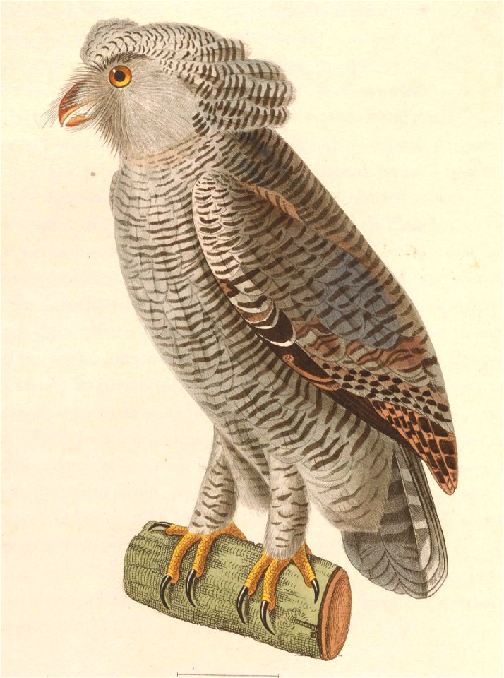 Bubo sumatranus strepitans young 1838
