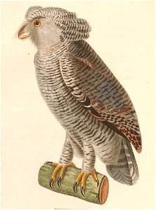 Bubo sumatranus strepitans young 1838