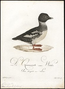 Bucephala clangula - 1800-1812 - Print - Iconographia Zoologica - Special Collections University of Amsterdam - UBA01 IZ17700055
