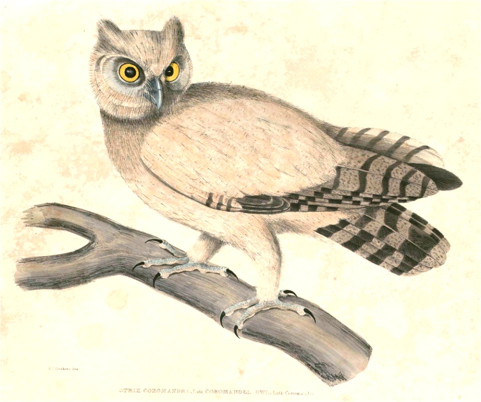 Bubo coromandus Hardwicke