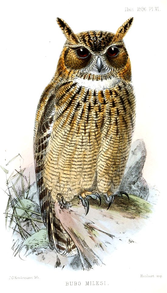 BuboMilesiKeulemans