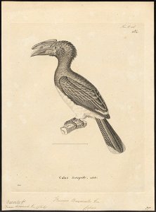 Buceros buccinator - 1700-1880 - Print - Iconographia Zoologica - Special Collections University of Amsterdam - UBA01 IZ19300129