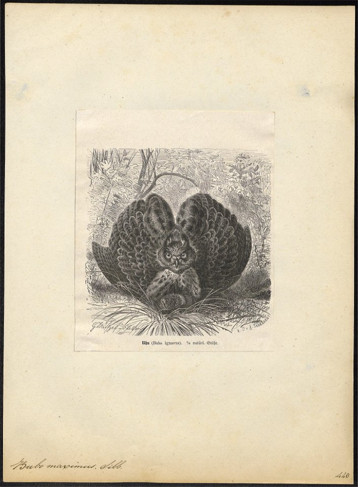 Bubo maximus - 1700-1880 - Print - Iconographia Zoologica - Special Collections University of Amsterdam - UBA01 IZ18400069