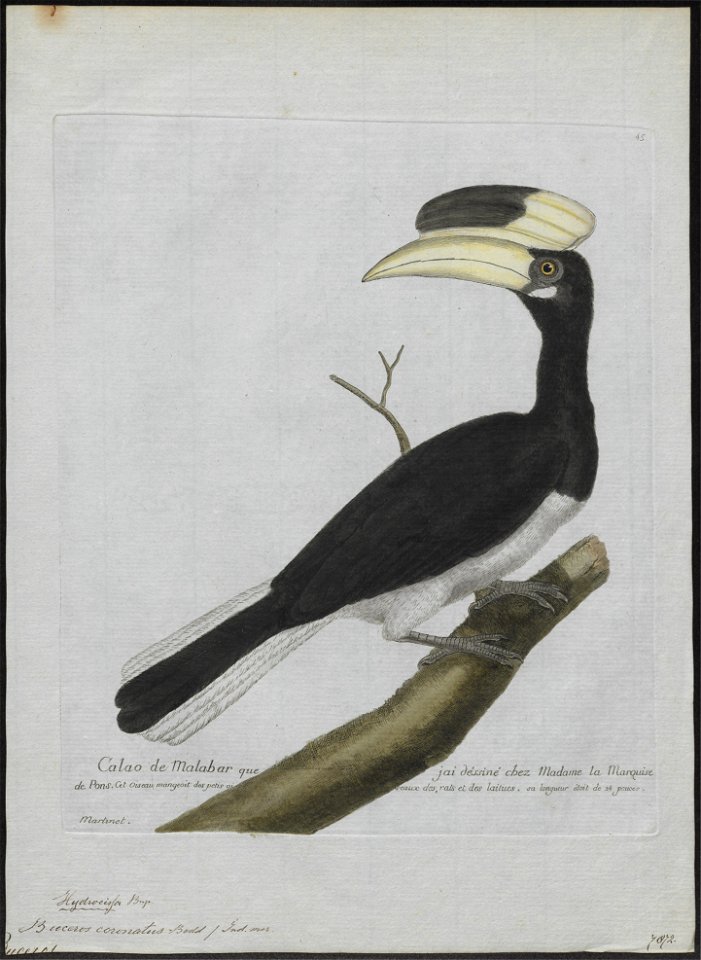 Buceros coronatus - 1790-1796 - Print - Iconographia Zoologica - Special Collections University of Amsterdam - UBA01 IZ19300185