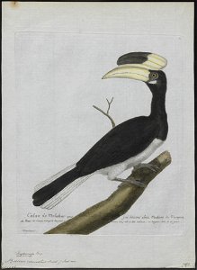 Buceros coronatus - 1790-1796 - Print - Iconographia Zoologica - Special Collections University of Amsterdam - UBA01 IZ19300185