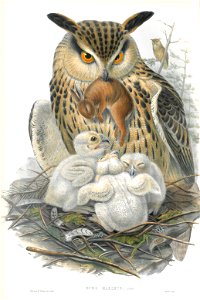 Bubo Maximus