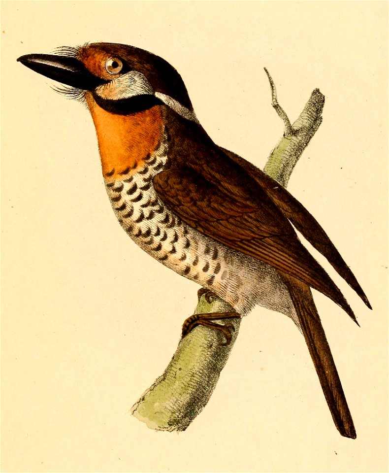 Bucco tamatia tamatia 1841
