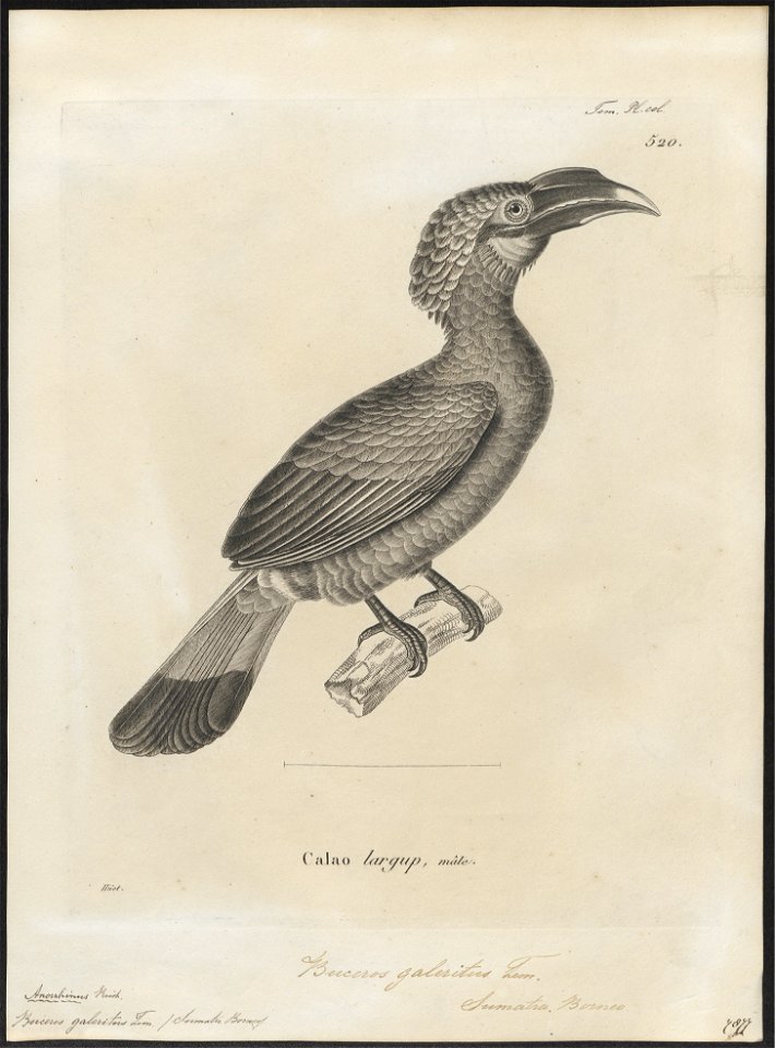 Buceros galeritus - 1700-1880 - Print - Iconographia Zoologica - Special Collections University of Amsterdam - UBA01 IZ19300179