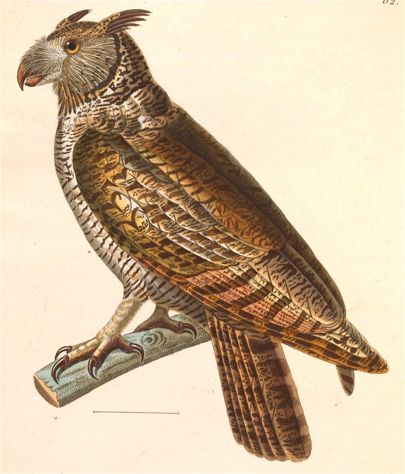 Bubo virginianus nacurutu 1838