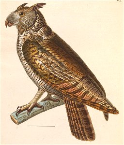 Bubo virginianus nacurutu 1838