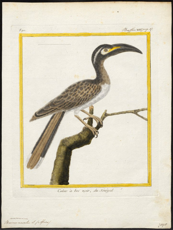 Buceros nasutus - 1700-1880 - Print - Iconographia Zoologica - Special Collections University of Amsterdam - UBA01 IZ19300115