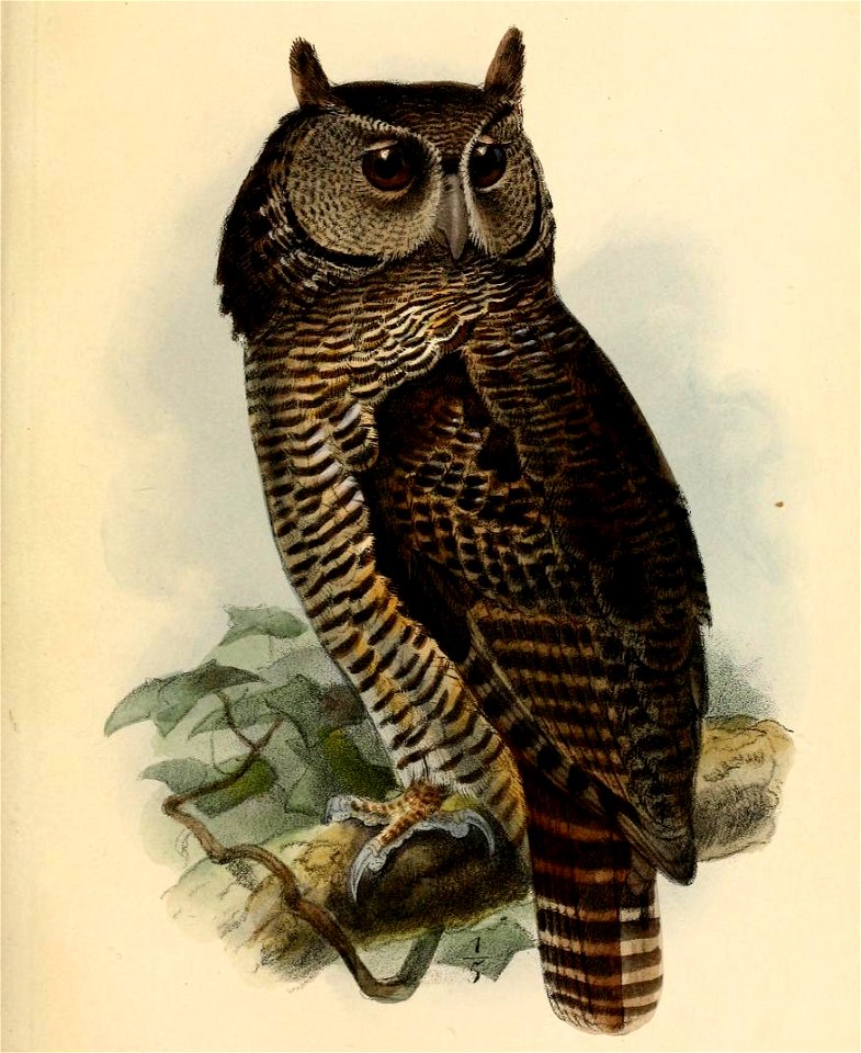 BuboShelleyiKeulemans (cropped)