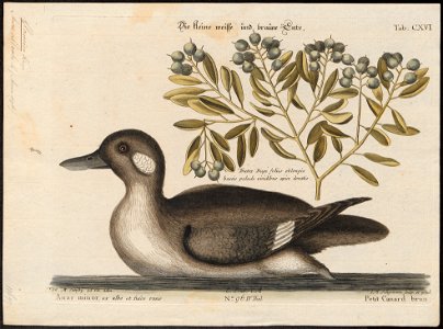 Bucephala albeola - 1700-1880 - Print - Iconographia Zoologica - Special Collections University of Amsterdam - UBA01 IZ17700065